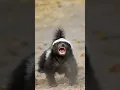 Why are Honey Badgers So Aggressive