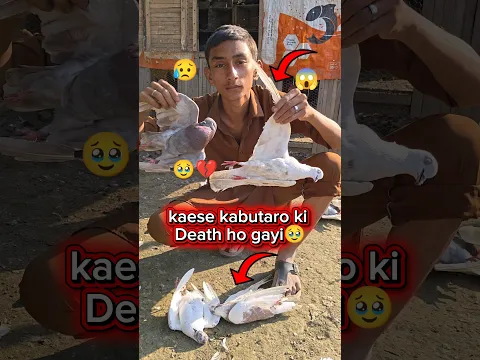 कैसे कबूतरो ki Death ho गयी🥹||#Howdid thepigeons #shorts #videos #virals @smpigeonofficial9133