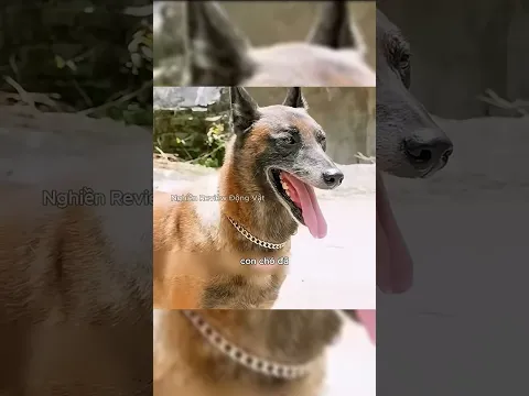 Chú chó này có thể chơi cờ và còn có thể trở thành người dẫn dắt cuộc đời cho cậu bé