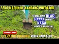 LUAR BIASA BEKO MASUK KE KANDANG PREDATOR KALI WADAS. MANG ANO KEBINGUNGAN MW MERAPIHIN SEBELAH MANA