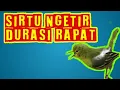 gacor durasi rapat 1 kali tarikan nafas ‼️sirtumu langsung ngamukkkk‼️