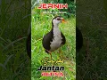 Download Lagu SUARA PIKAT RUAK RUAK JANTAN DAN BETINA AMPUH #youtubeshorts #videoshorts