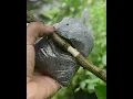 Download Lagu How to air layering citrus tree #citrus #airlayering