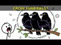 Why Crows Hold Funerals for Their Dead