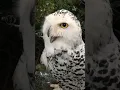 Download Lagu Suara Suara Burung Hantu