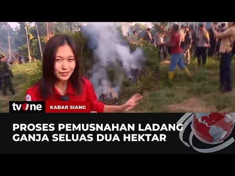 BNN Musnahkan 2 Hektare Ladang Ganja di Aceh Utara