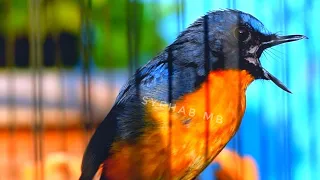 Suara Panggilan Tledekan GACOR di Pagi Hari Bagus untuk Memancing Burung macet bunyi SRDC, Tledekan