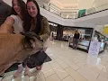 Download Lagu Cash 2.0 Great Dane inside the Glendale Galleria Shopping Mall 8