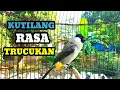 Lagu Suara burung kutilang gacor full isian Rasa trucukan