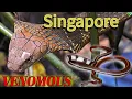 Singapore s seven deadliest snakes Venomous and beautiful