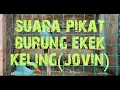 Download Lagu pikat burung ekek keling(jovin) full gacorrr