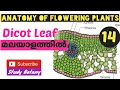 DICOT DORSOVENTRAL LEAF ANATOMY OF FLOWERING PLANTS PLUS ONE BIOLOGY MALAYALATHIL CHAPTER-6 NCERT
