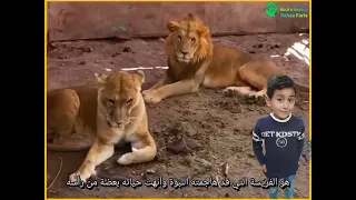 أسد يأكل  طفل في فلسطين في حديقة الحيوان في غزة  معلومة وقصة دندنها