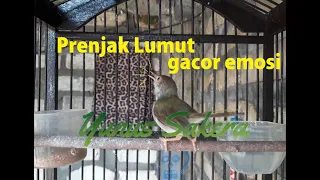prenjak lumut gacor suara penuh emosi tembakan full power