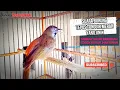 Download Lagu SUARA BURUNG TEPUS TUNGGIR MERAH GACOR YANG UNIK