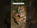 Download Lagu SkinWalker Disguised As Animals ☢️ PRT-53 #viral #ytshorts