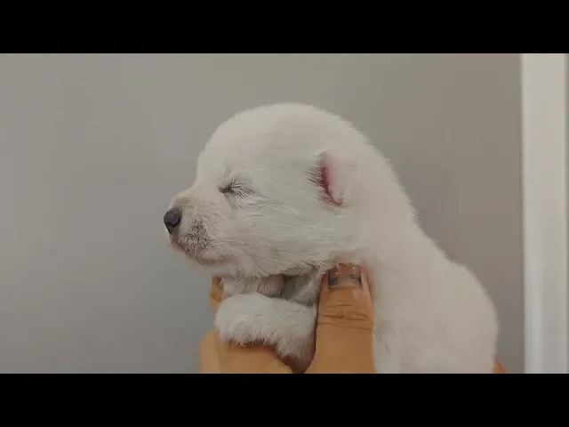動画