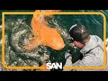Download Lagu Jaws-dropping: One-of-a-kind orange shark discovered off Costa Rica