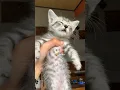 Download Lagu Ketika si Abu di ajak ngobrol😂😂😂 #kucinglucu #kucing #kitten #kucingimut