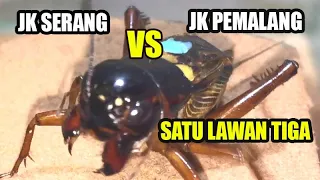 Download 1 EKOR JANGKRIK SERANG VS 3 EKOR JANGKRIK PEMALANG #ADUJANGKRIK MP3