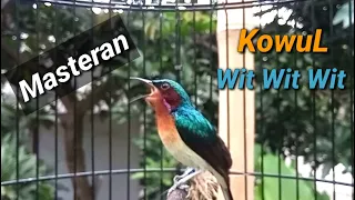 kolibri wulung nembak wit wit wit cocok untuk masteran pleci