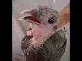 What s So Special About Heritage Turkeys