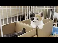 Download Lagu 寝床で一緒に寝たい仲良しの子猫