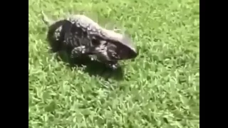 أقوى فيديو تنجم تفجع بيه أصحابك ههههههههههه  أقوى فيديو تنجم تفجع بيه أصحابك ههههههههههه