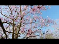 Kew Gardens Comes Alive in Spring 4K Documentary