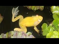 Albino Bullfrog Pond