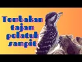 Tembakan tajam pelatuk sampit