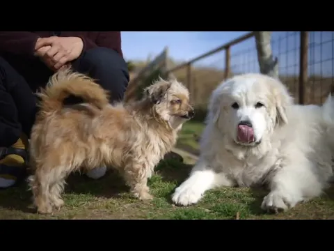 犬好き夫婦が撮影★素敵な表情を引き出します！【レタッチ込・100枚以上納品】