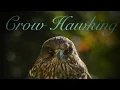 Download Lagu Crow Hawking Part 3