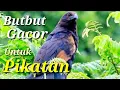 Download Lagu Suara Full Gacor Burung Butbut Untuk Pancingan / Pikatan.