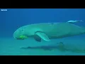 Music of Underwater Wonders + Relaxing Music - The Best 4K Sea Animals for Relaxation