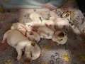 Longhair Chihuahua Puppy Livestreaming We are live DAILY 1PM-5PM Mon - Fri