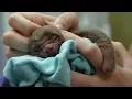 Tiny Orphan Baby Sloth Rescued BBC Earth