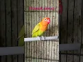 Download Lagu Lovebird paud jahat #lovebird #ombyokanlovebird #lovebirdpaud #lovebirdmania #shorts