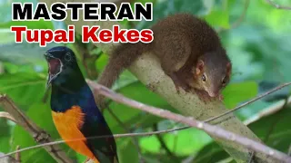 masteran tupai kekes bejing