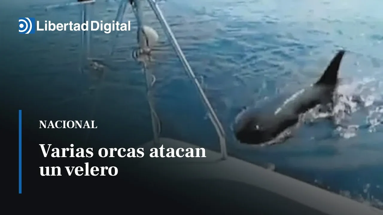 Porque las orcas no atacan a los humanos