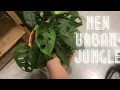 PLANT SHOPPING LOWES NEW URBAN JUNGLE