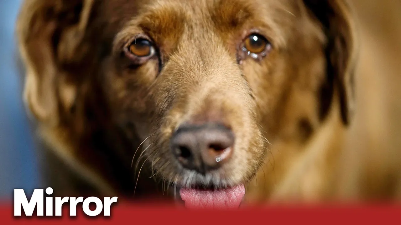 Bobi, the world's oldest dog dies aged 31