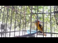 Download Lagu Denak Burung bara api anak muda