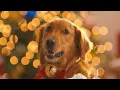 Unleash The Merry Petco Holiday 2025