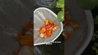 I have SO many goldfish