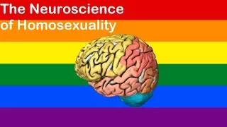 is there a gay brain the neuroscience of homosexuality