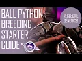 Ball Python Breeding Starter Guide Recessive Genetics