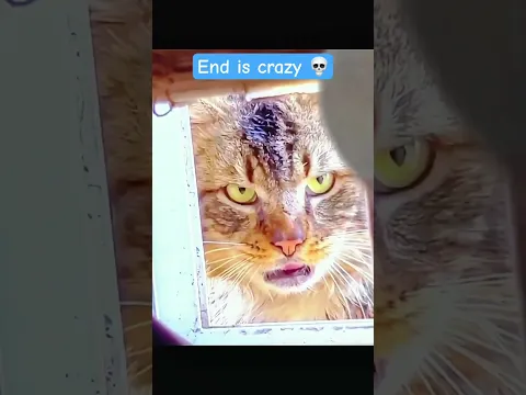 Cat can’t look like gangster 💀 #sigmavideo