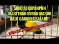 Lagu Cara pemasteran burung sogok ontong,Cepat masuk