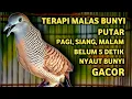 Download Lagu Perkutut Lokal Gacor Suara Super Kristal - Pancingan Malas Bunyi  (99%AMPUH BANGET)